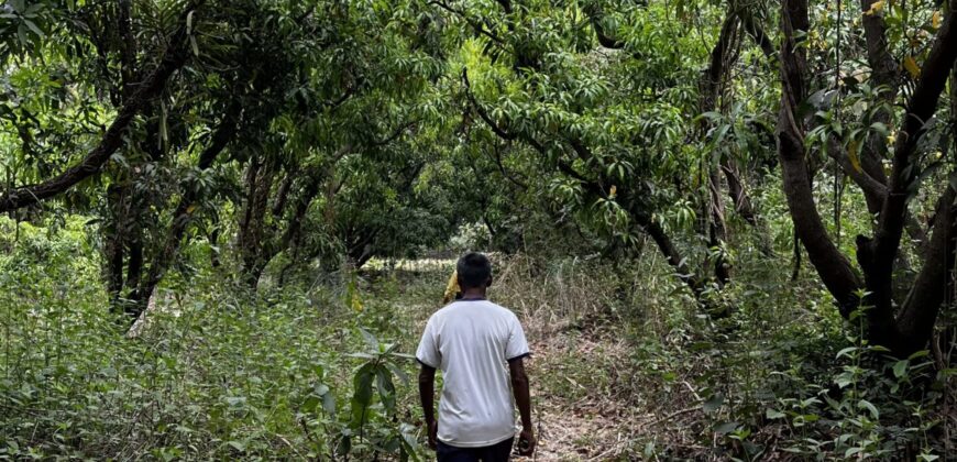 Mango Farm For Sale In Alibaug