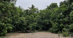 Mango Farm For Sale In Alibaug