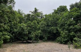 Mango Farm For Sale In Alibaug Mango Farm For Sale In Alibaug