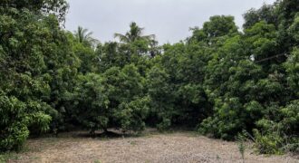 Mango Farm For Sale In Alibaug Mango Farm For Sale In Alibaug