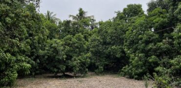 Mango Farm For Sale In Alibaug