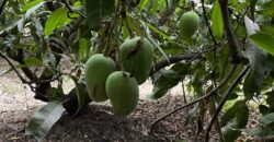 Mango Farm For Sale In Alibaug