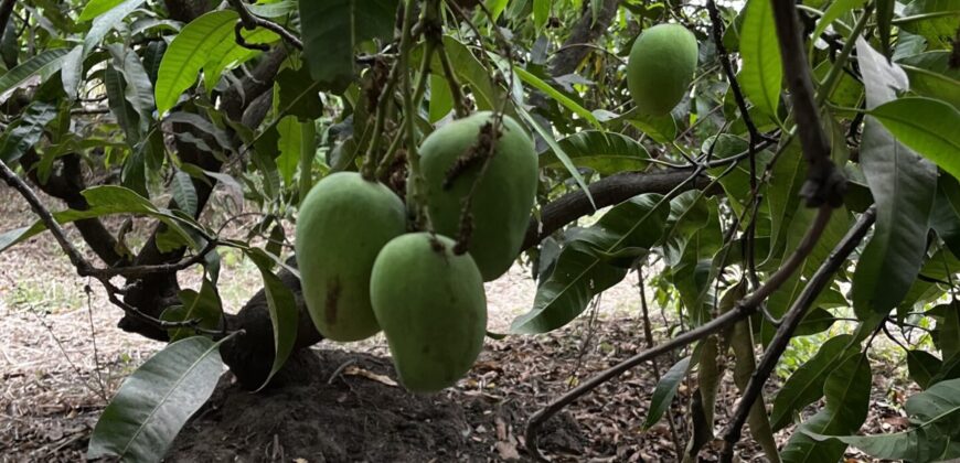 Mango Farm For Sale In Alibaug